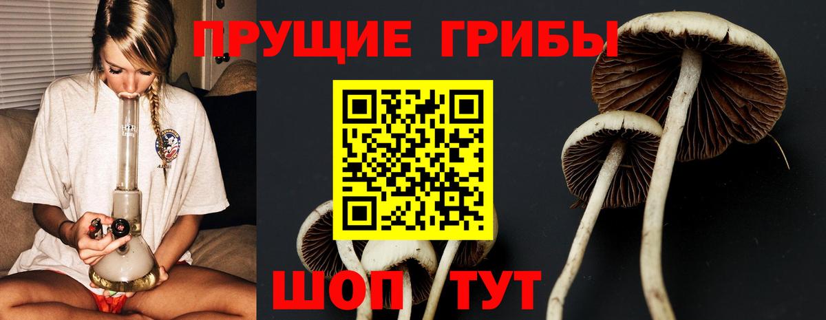 Псилоцибиновые грибы мицелий Великий Новгород